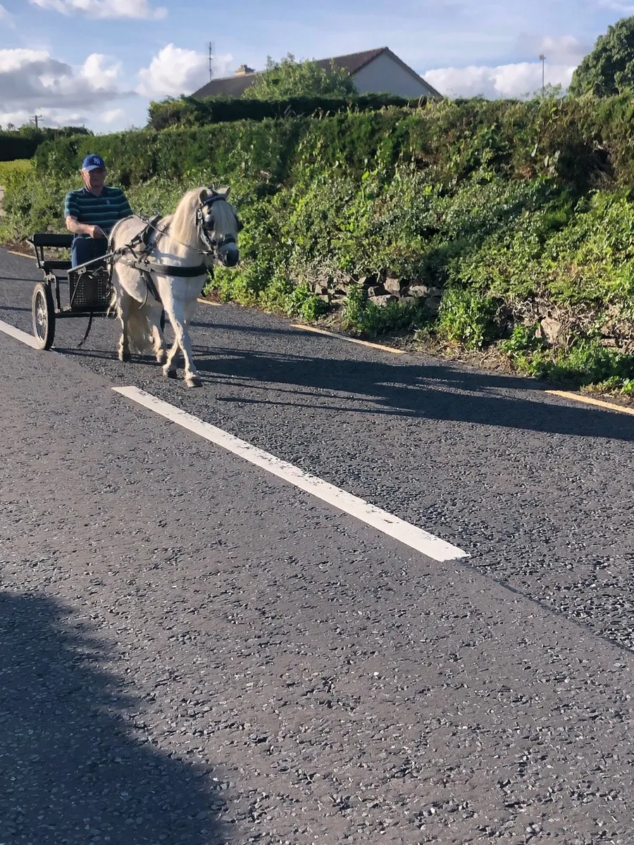 Driving pony - Image 4