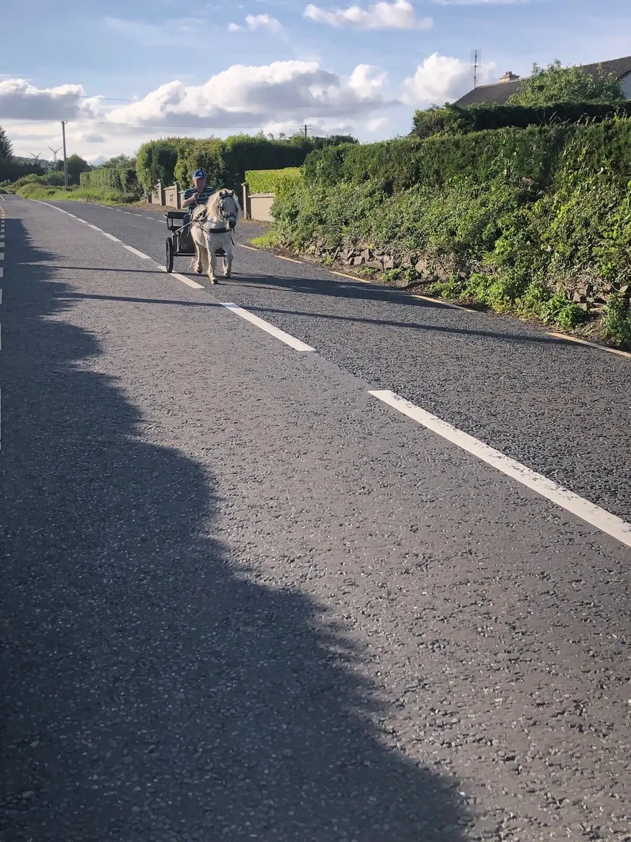 Driving pony - Image 2