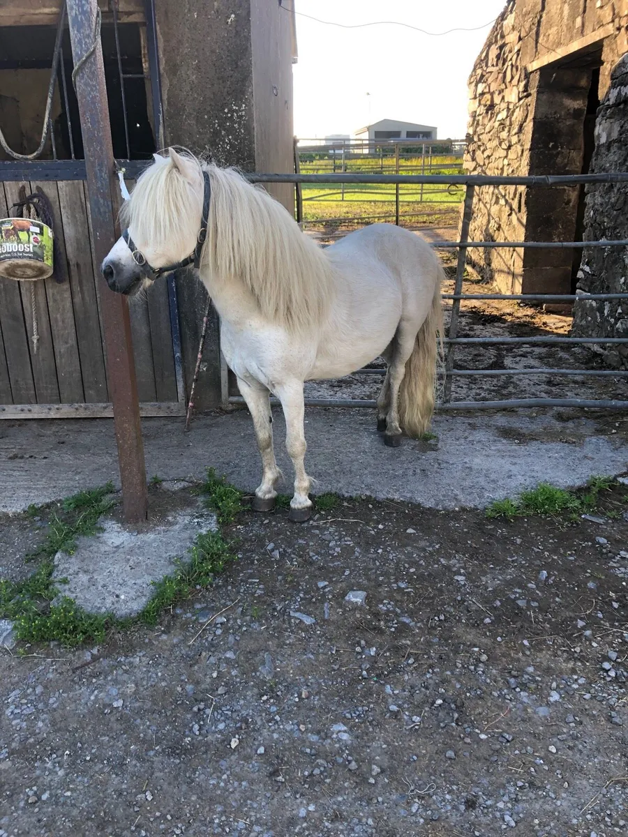 Driving pony - Image 1
