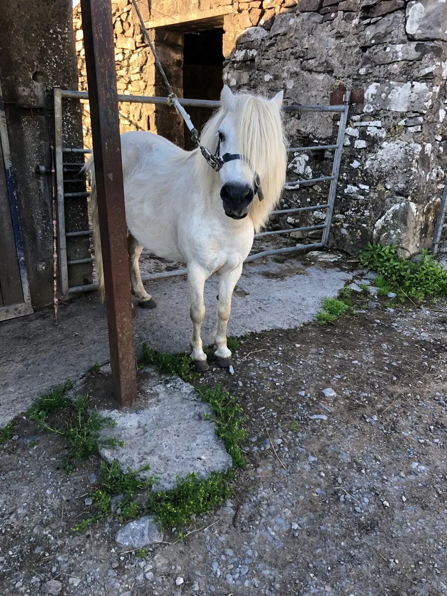 Driving pony - Image 3