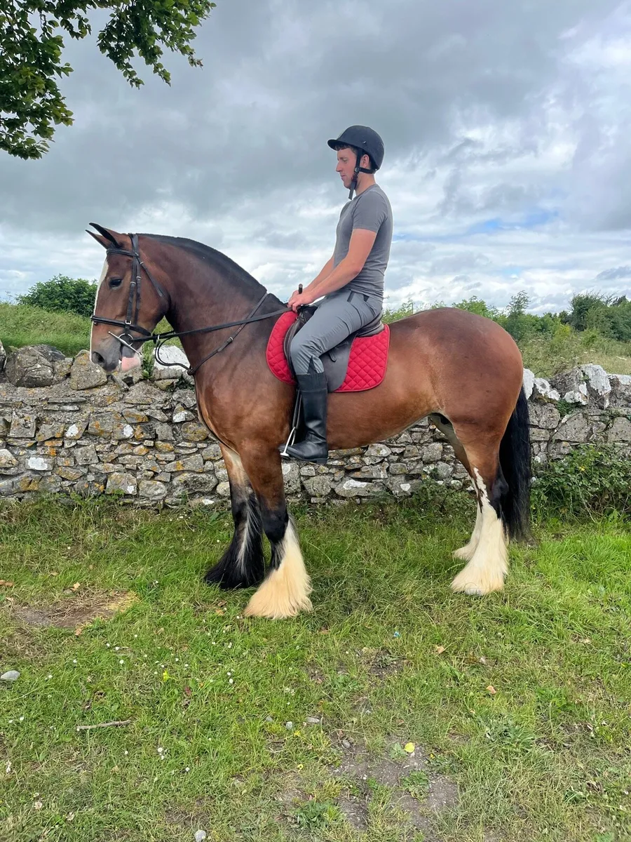 15.2hh 4 yer old mare - Image 2