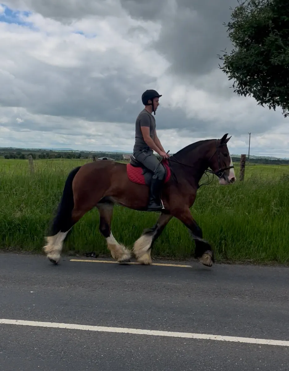 15.2hh 4 yer old mare - Image 3