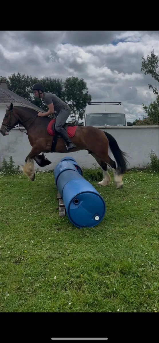15.2hh 4 yer old mare - Image 4