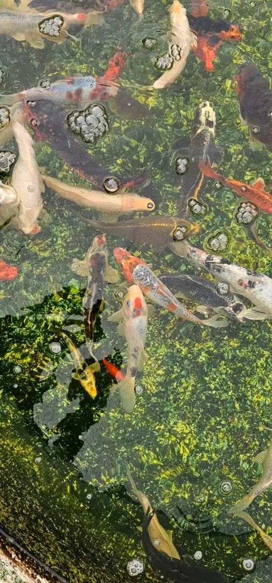 Koi for sale - Image 1
