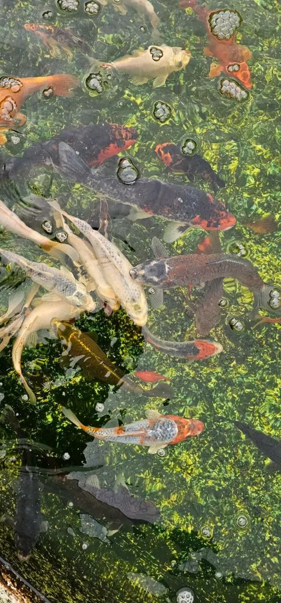 Koi for sale - Image 2