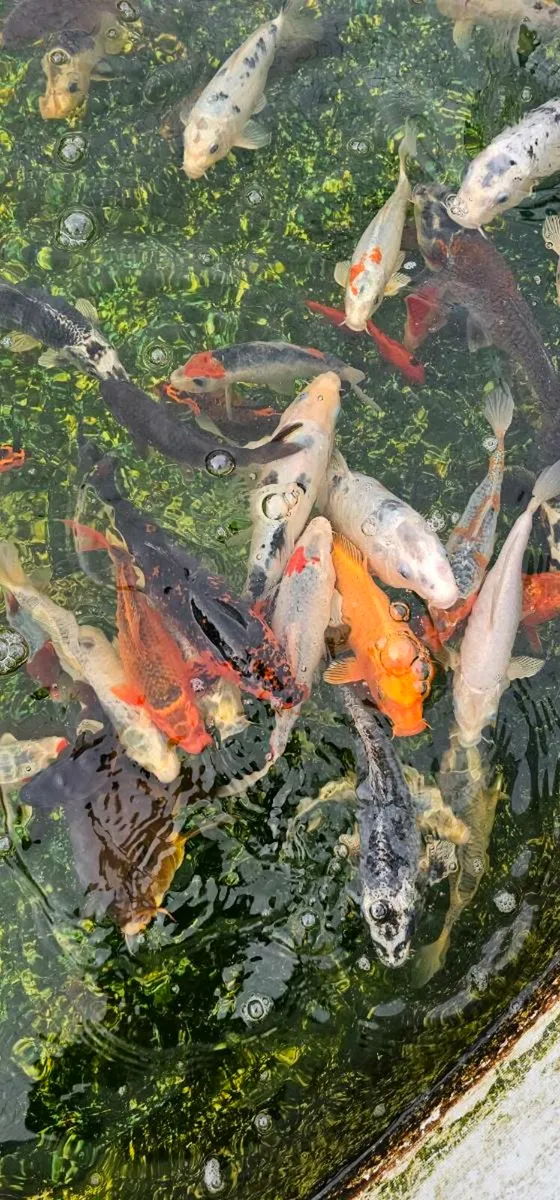 Koi for sale - Image 3