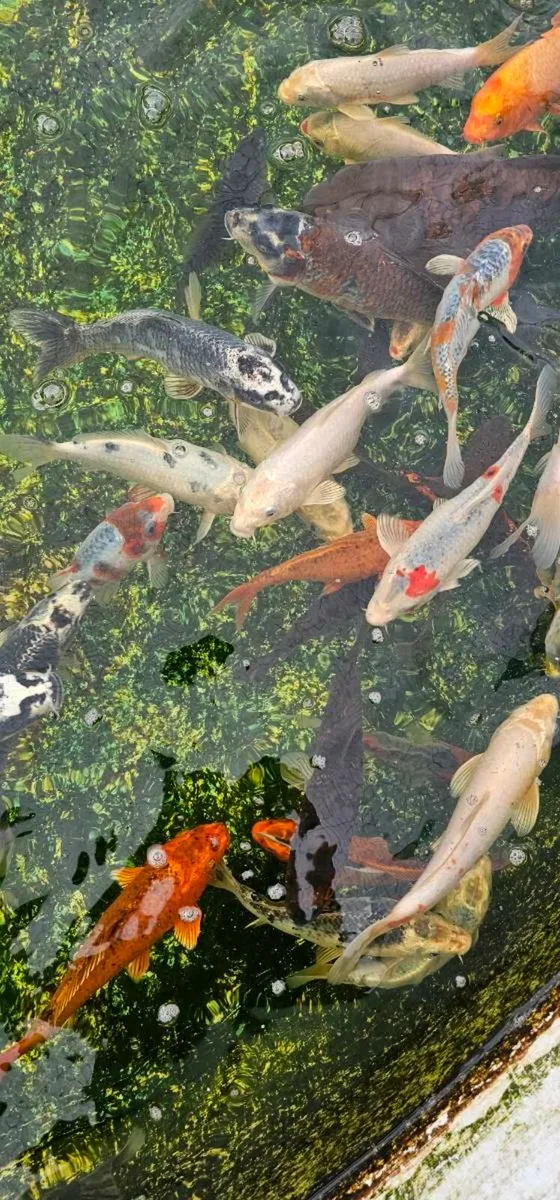 Koi for sale - Image 4
