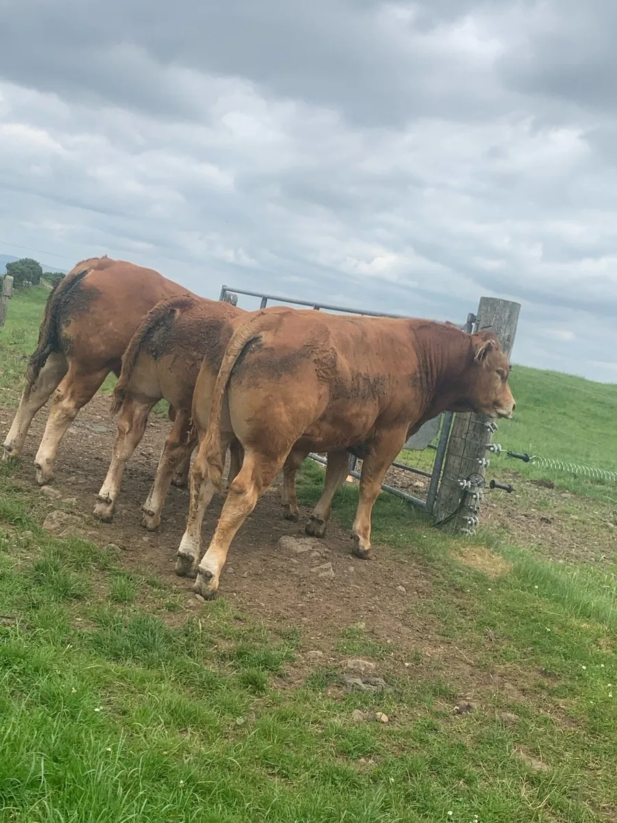 2 pedigree loyal bulls - Image 1