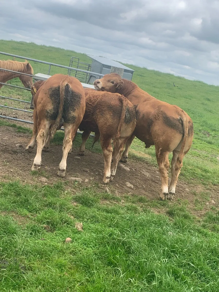 2 pedigree loyal bulls - Image 2