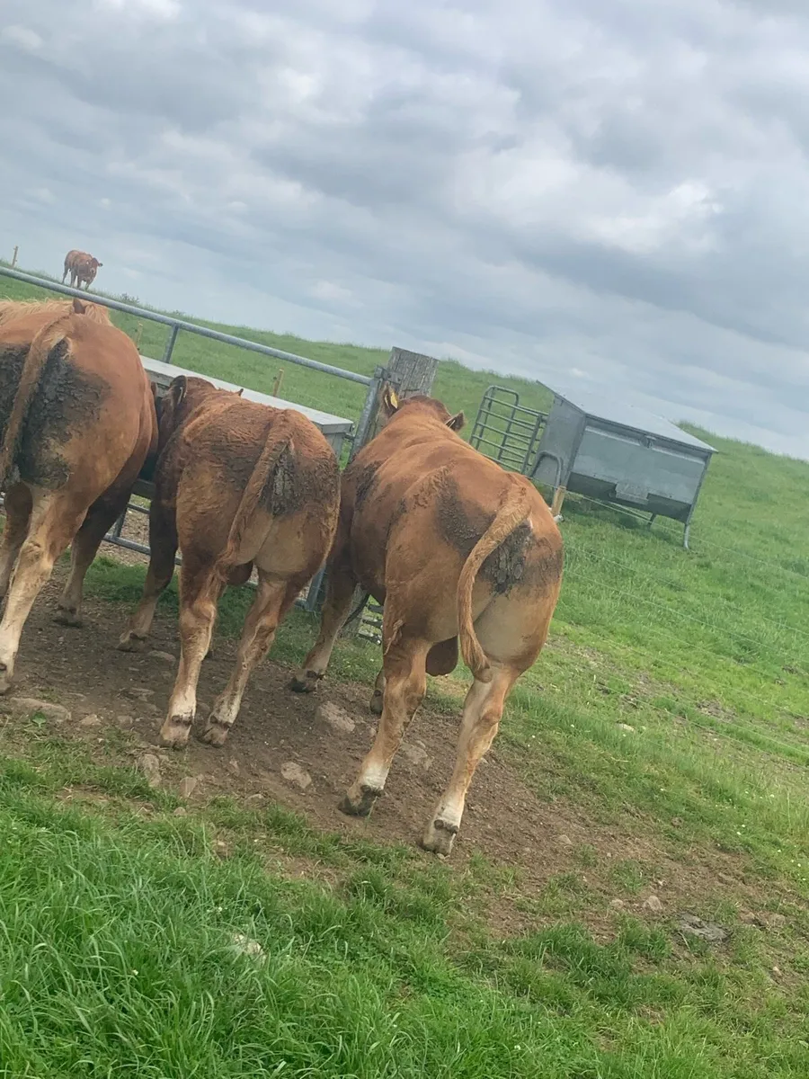 2 pedigree loyal bulls - Image 3