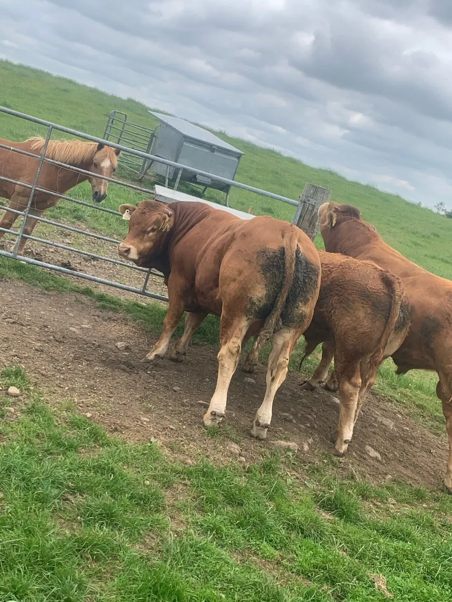2 pedigree loyal bulls - Image 4