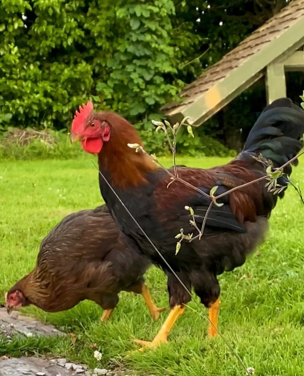 Welsummer cockerel rooster poultry