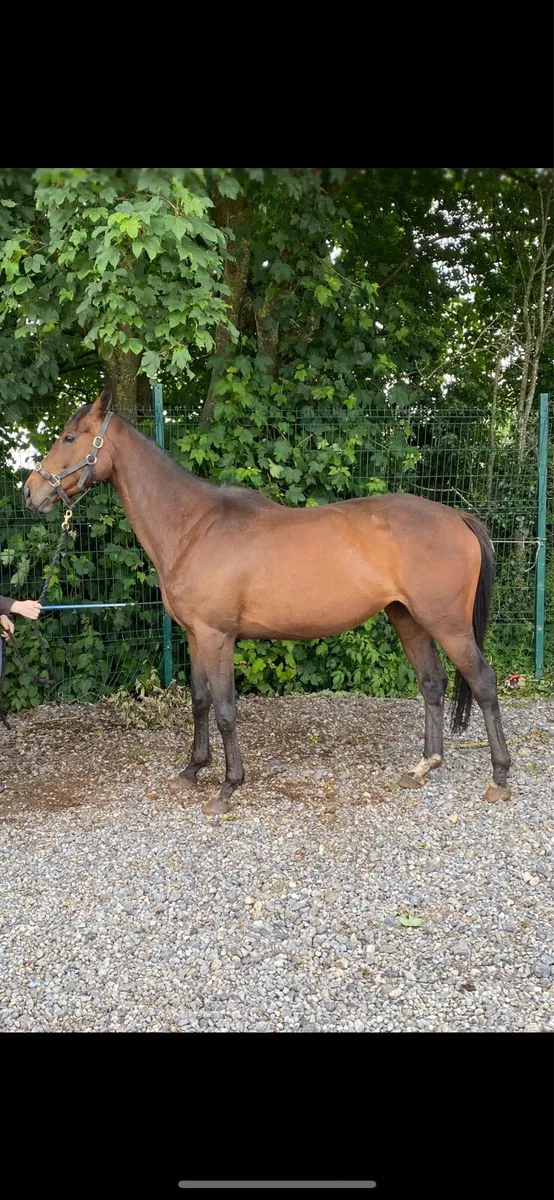 Broodmare - Image 2