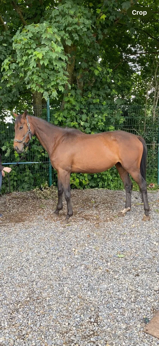 Broodmare - Image 1