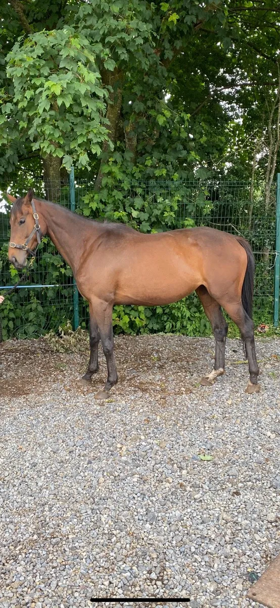 Broodmare - Image 3