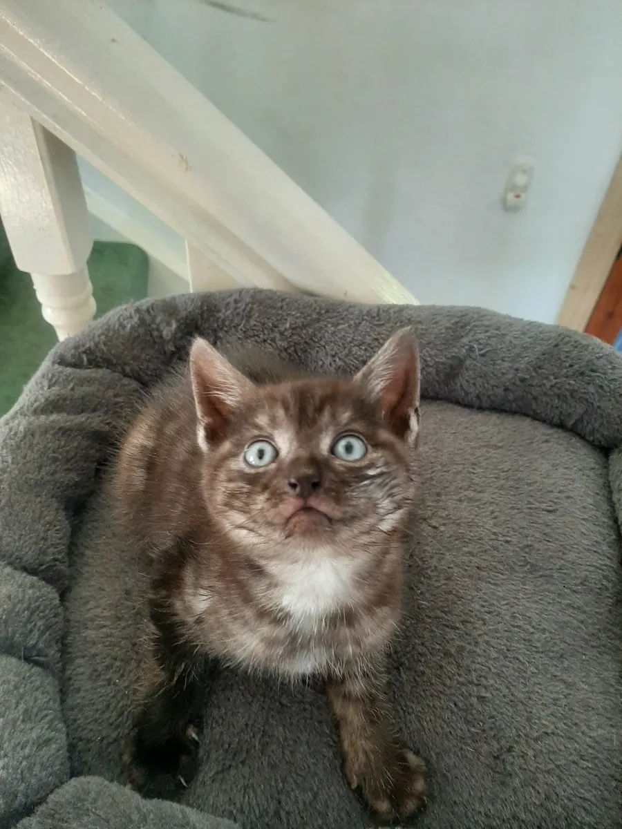 Cat - Image 3