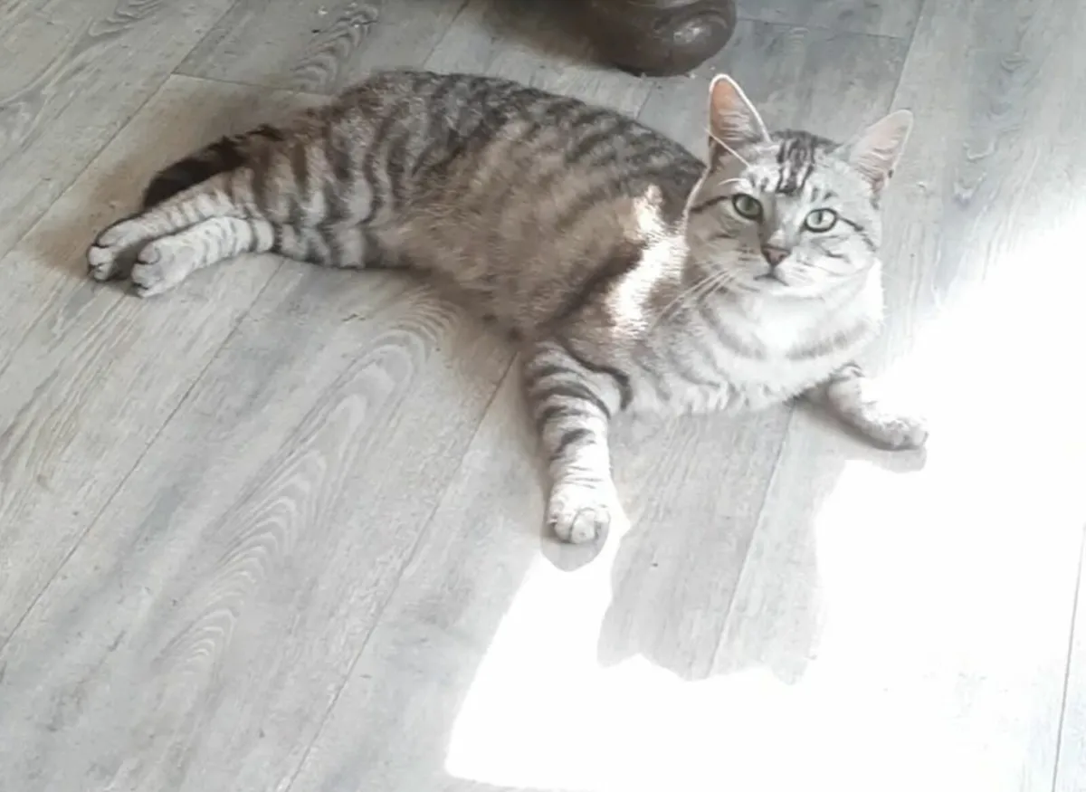 Cat - Image 4