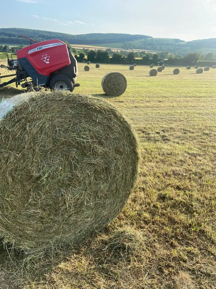 Hay - Image 4