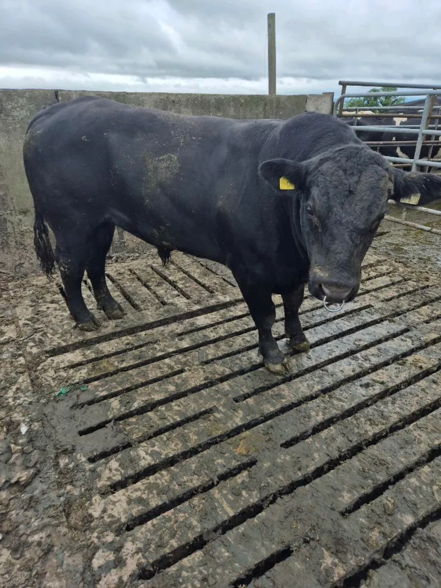 Pedigree Angus bull 22 months - Image 1