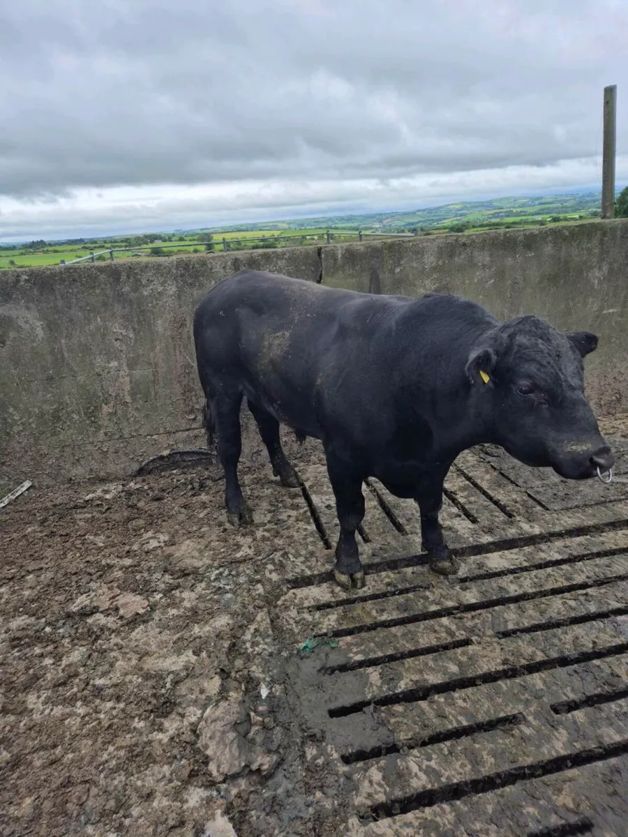 Pedigree Angus bull 22 months - Image 2