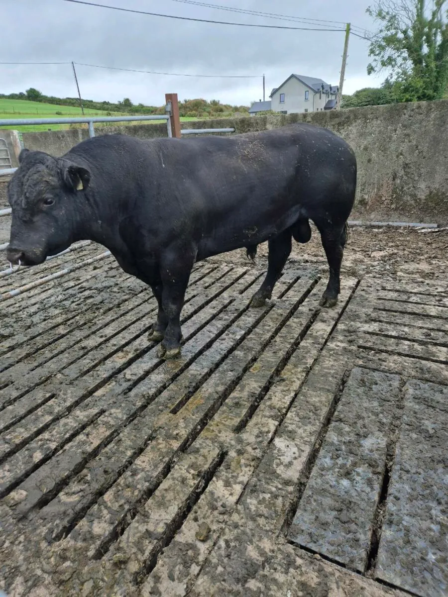 Pedigree Angus bull 22 months - Image 3