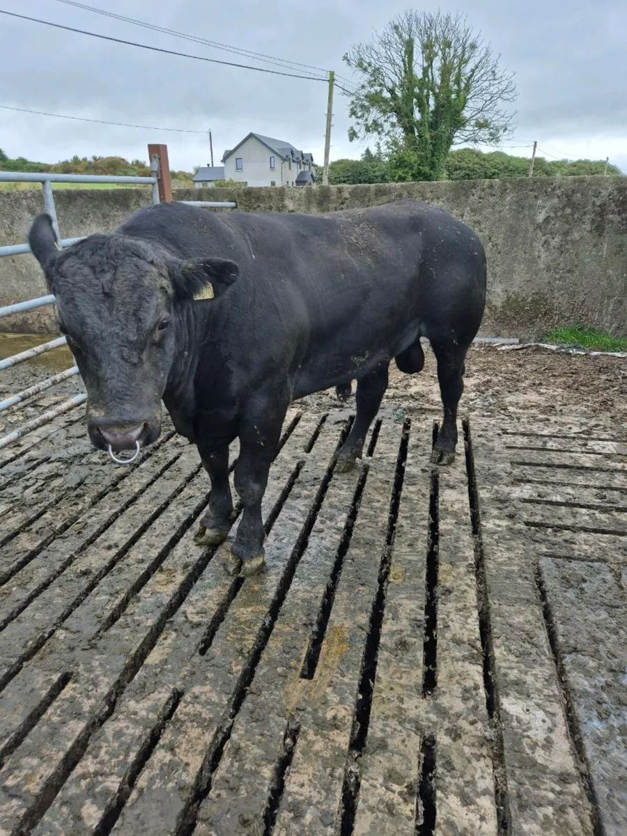 Pedigree Angus bull 22 months - Image 4