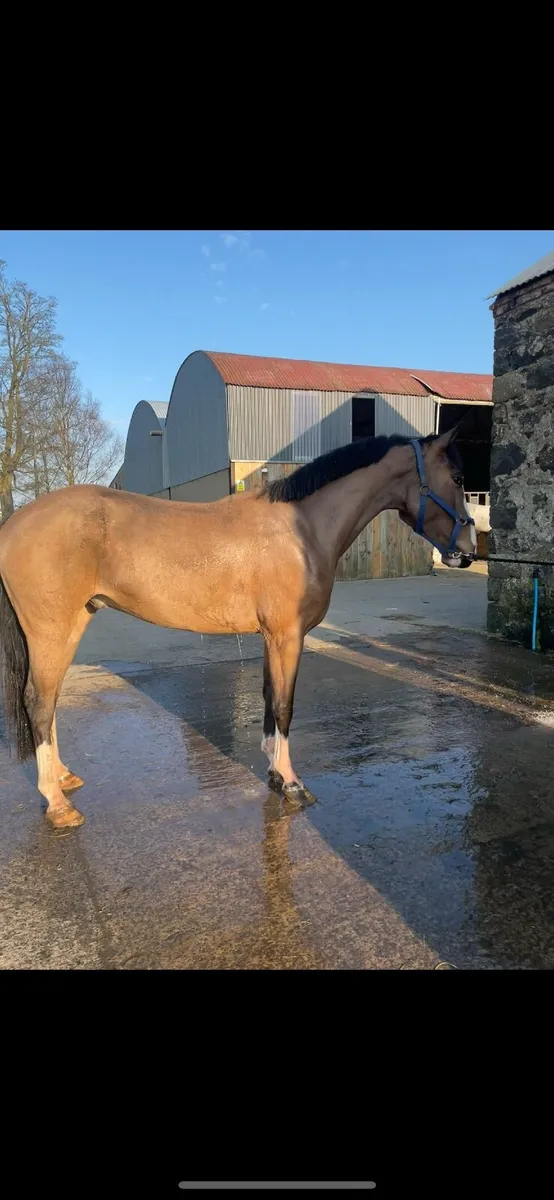 14.2 4 year old Bernhard x Connemara - Image 4