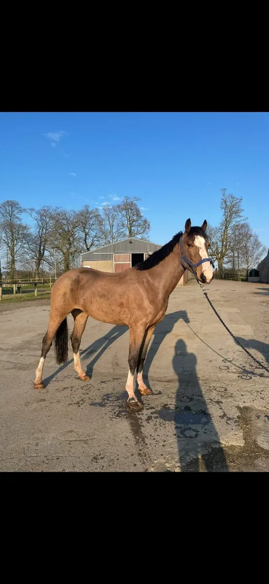 14.2 4 year old Bernhard x Connemara - Image 1