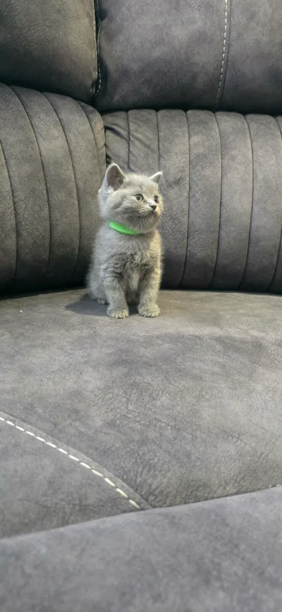 British Shorthairs - Image 1