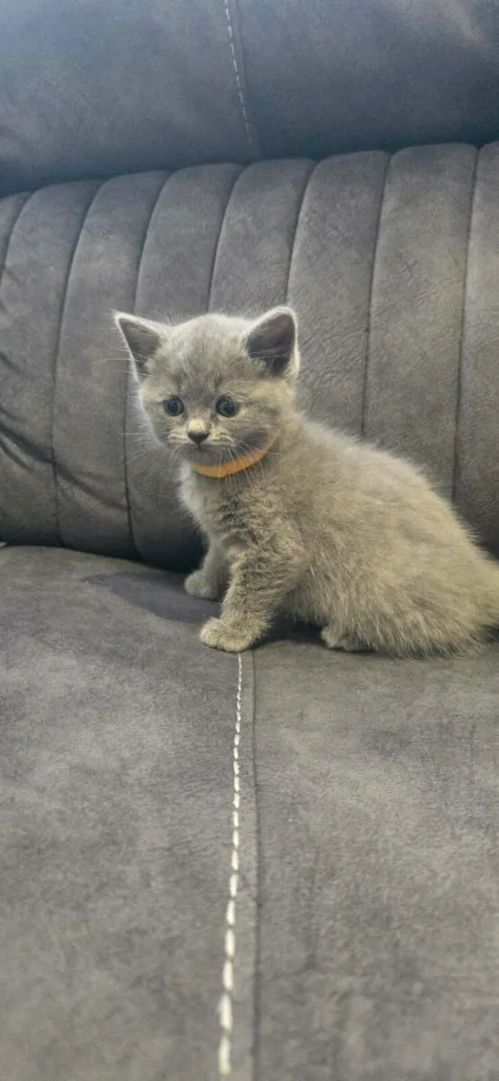 British Shorthairs - Image 2