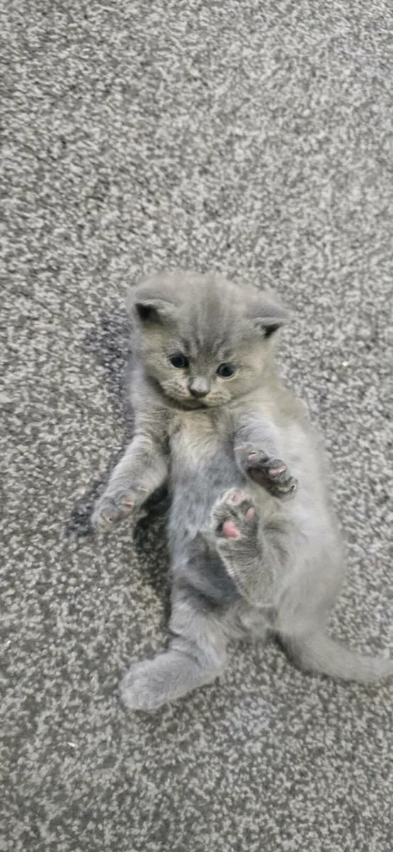 British Shorthairs - Image 4