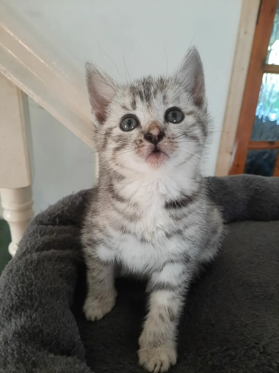 Cat - Image 2