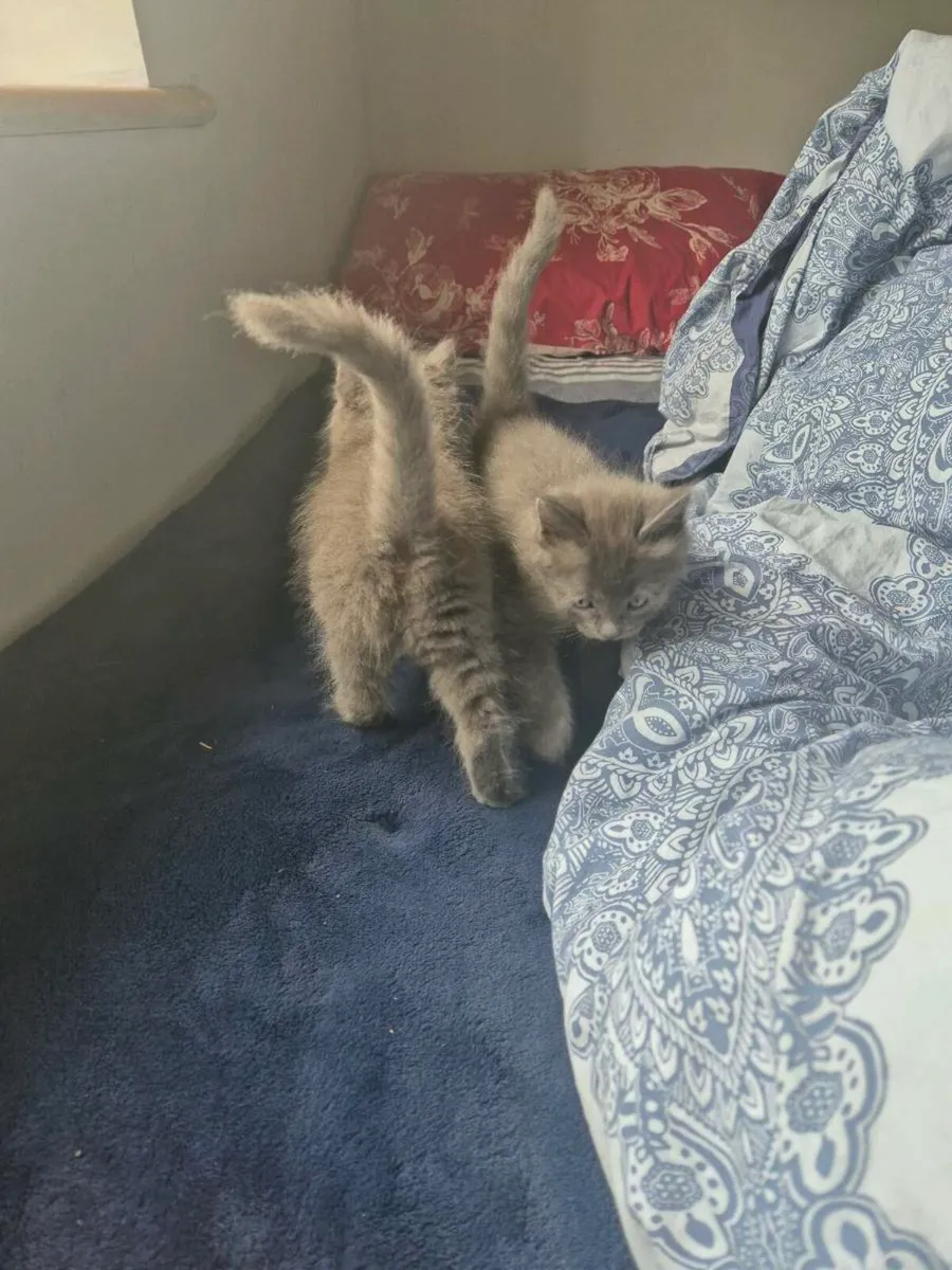 2 beautiful male blue kittens - Image 2