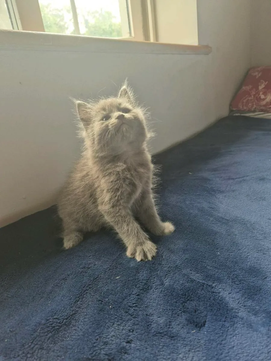 2 beautiful male blue kittens - Image 1