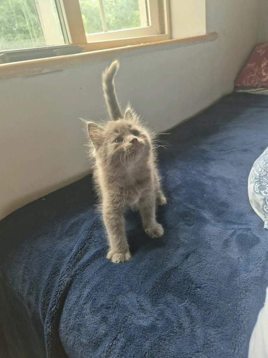 2 beautiful male blue kittens - Image 3