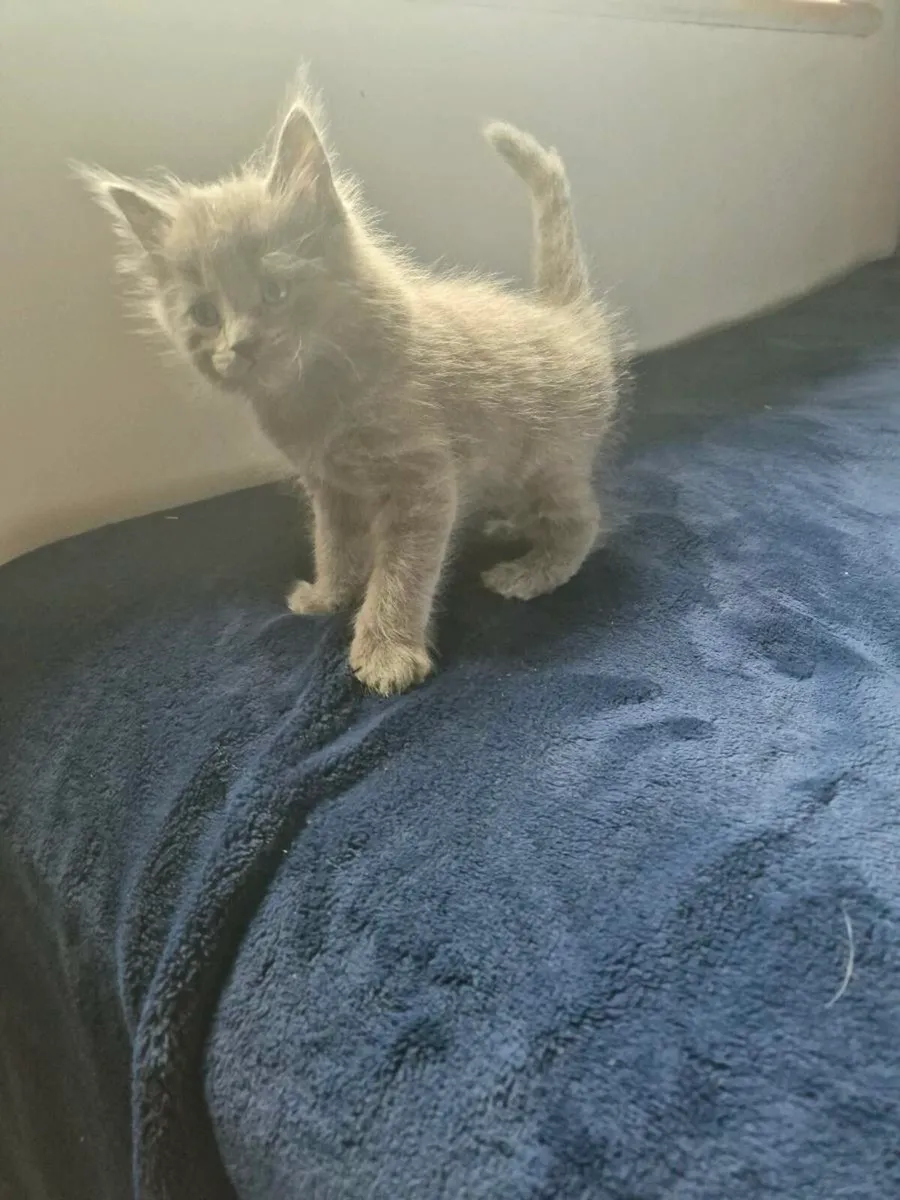 2 beautiful male blue kittens - Image 4