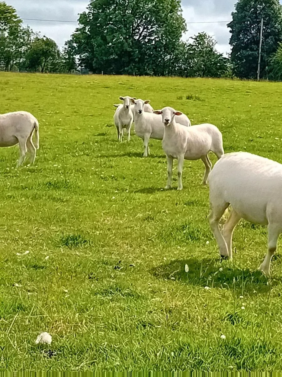 EasyCare Hoggets - Image 1