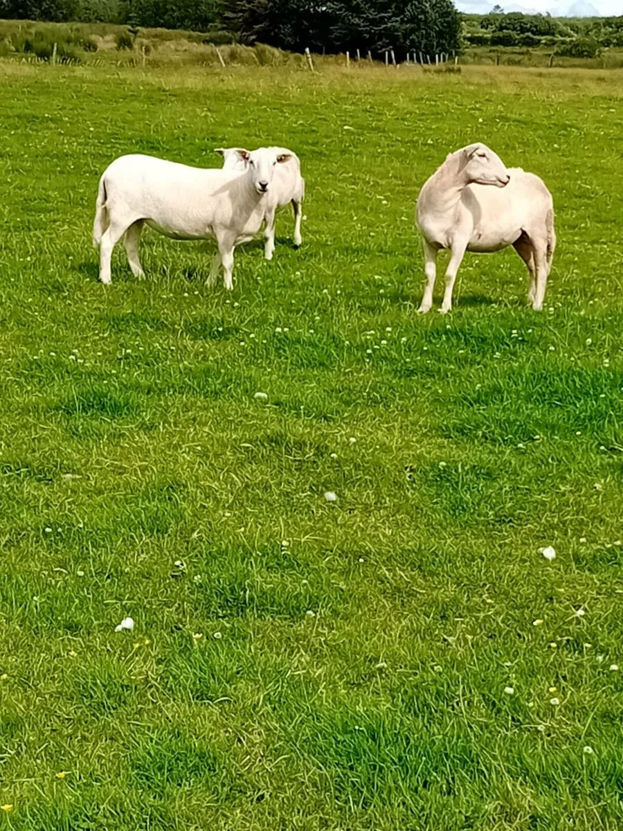 EasyCare Hoggets - Image 2