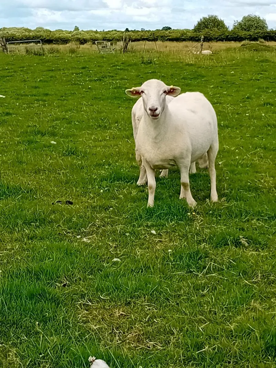 EasyCare Hoggets - Image 3