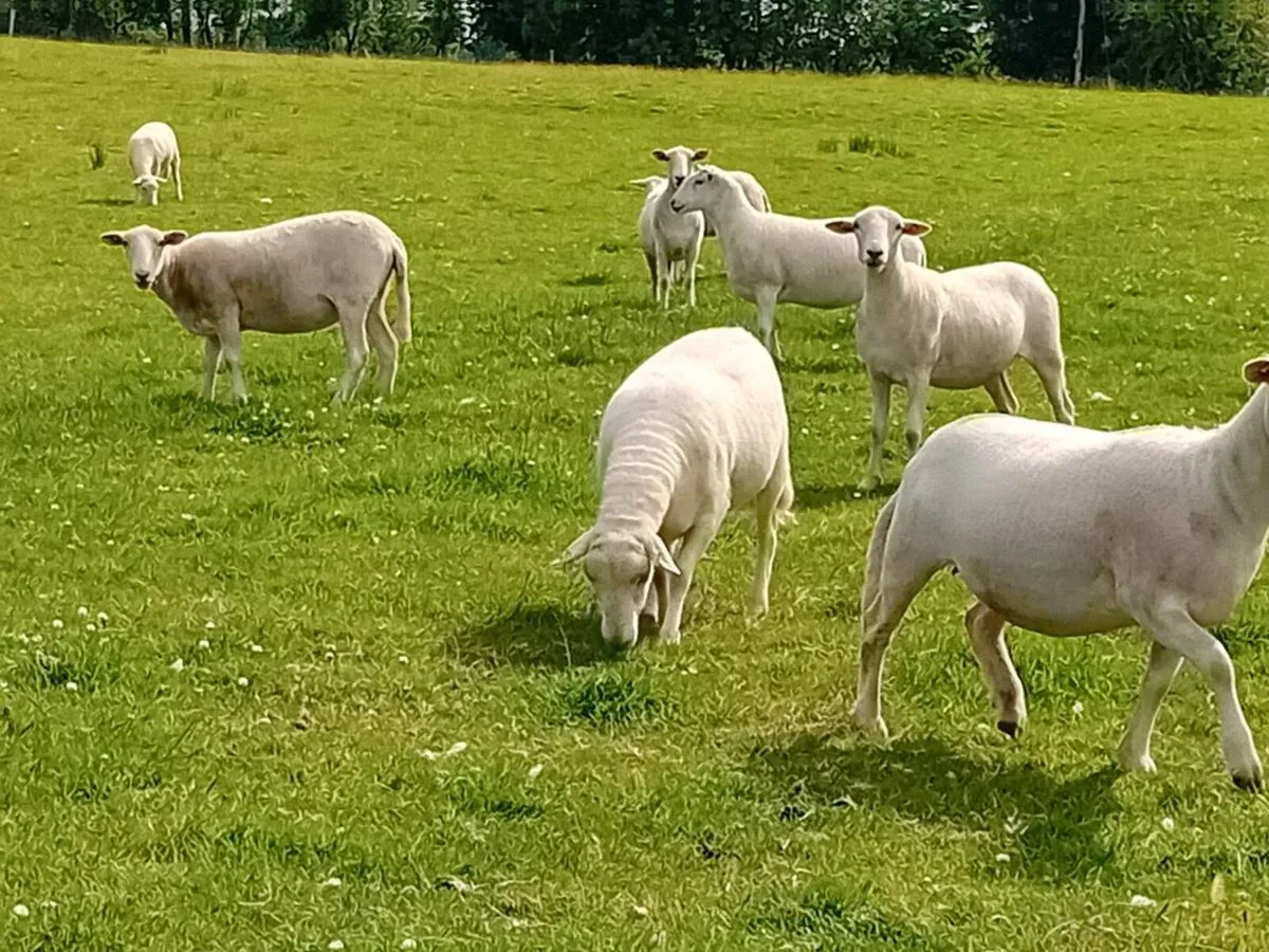 EasyCare Hoggets - Image 4