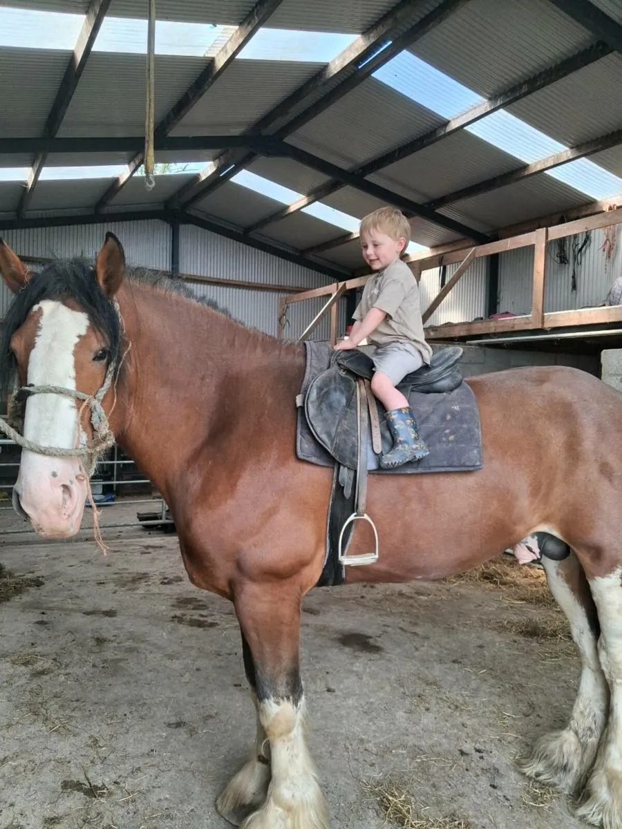 Clydesdale colt - Image 1
