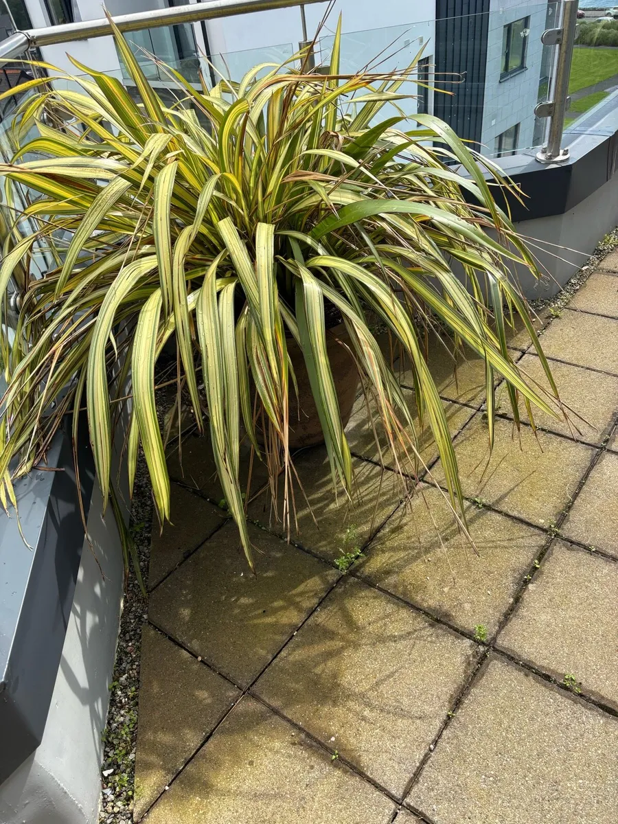 Plant pots - Image 1