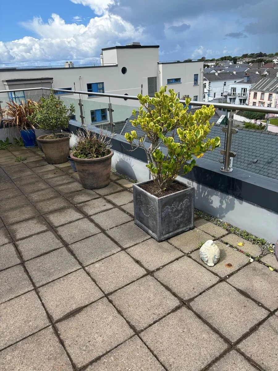 Plant pots - Image 3