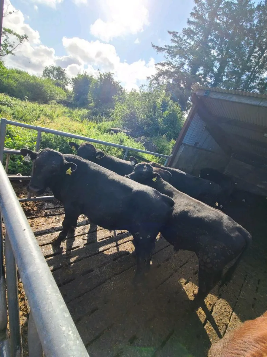 Angus Bulls - Image 2