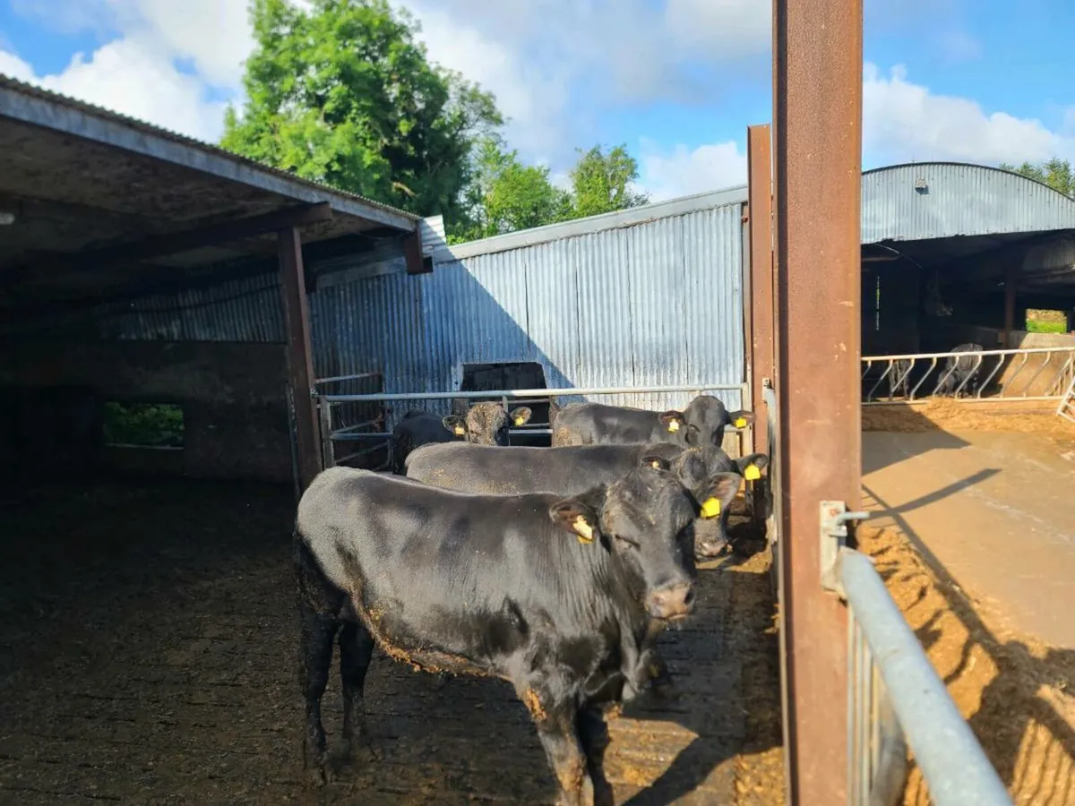 Angus Bulls - Image 3