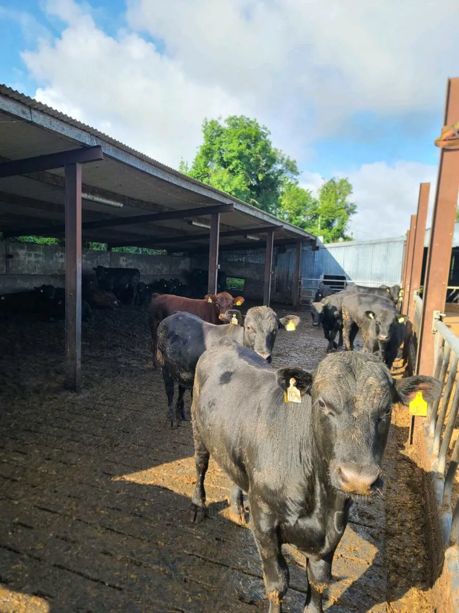 Angus Bulls - Image 4