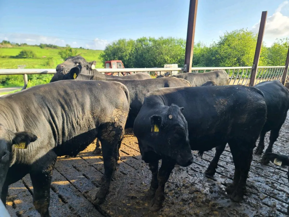 Angus Bulls - Image 1