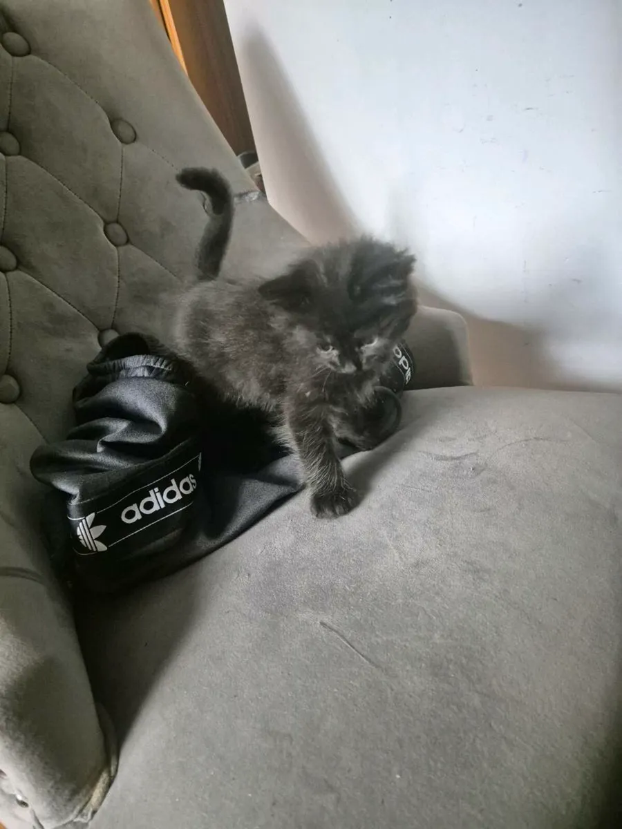 Beautiful black female kitten - Image 2