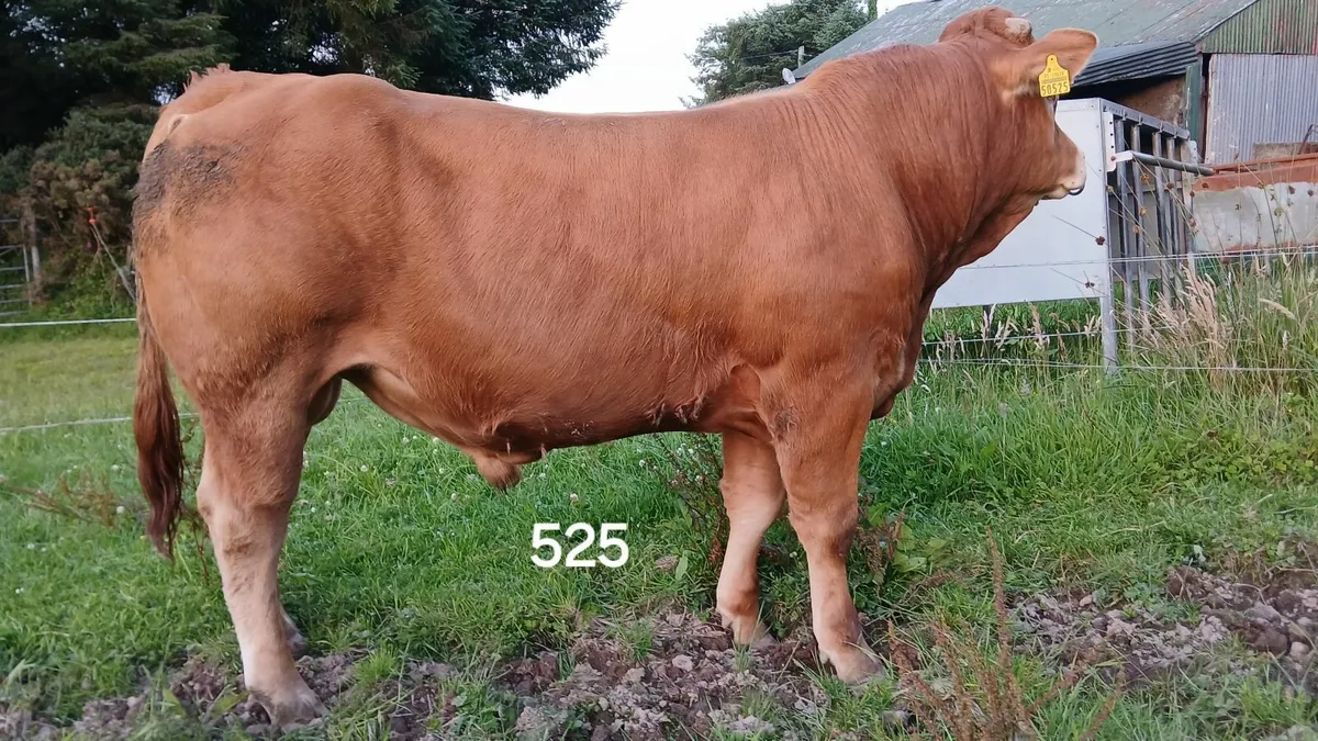 2 PBR LIMOUSIN BULLS  5             🌟 🌟 🌟 🌟 🌟 - Image 1