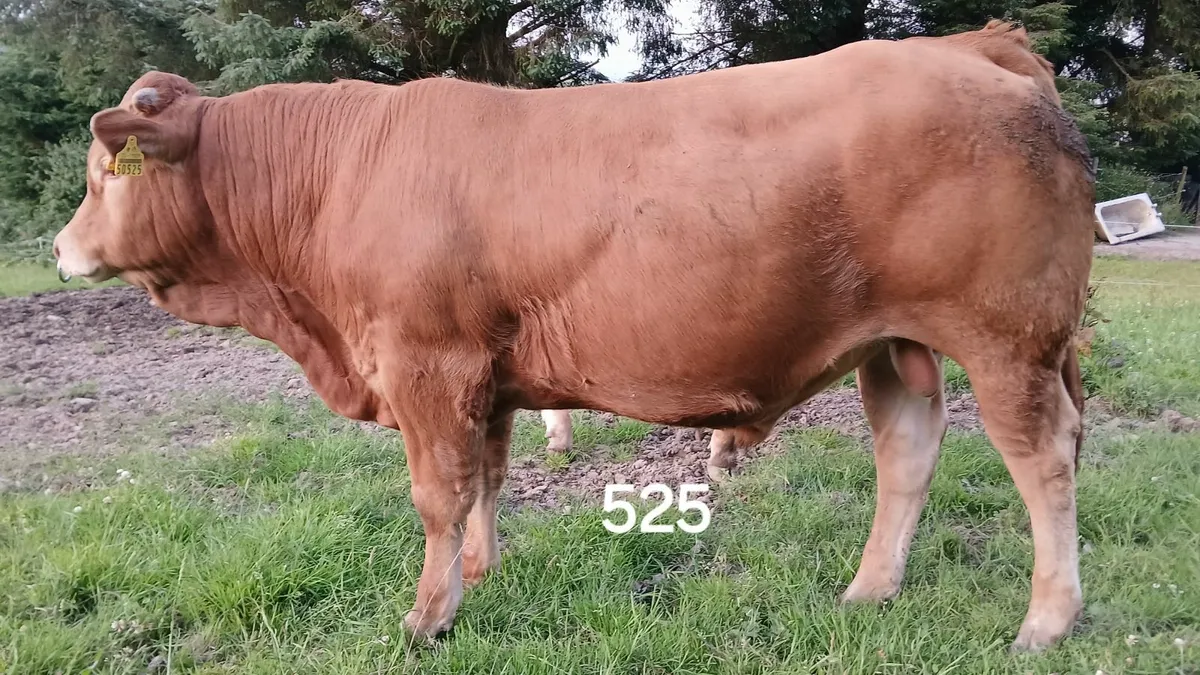 2 PBR LIMOUSIN BULLS  5             🌟 🌟 🌟 🌟 🌟 - Image 2